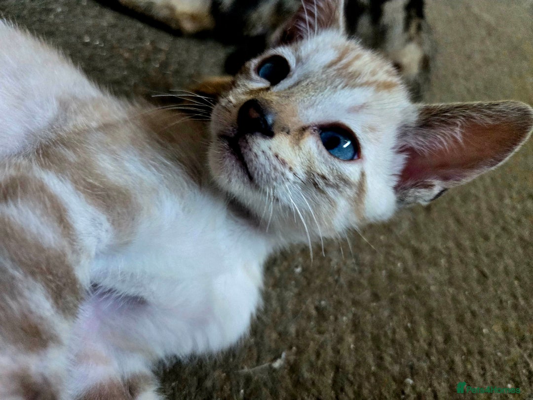 Siamese cats for sale: 3 stunning babies ready to leave now!!! - Image 9
