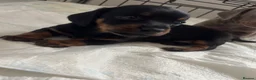 Dachshund dogs for sale: 4 Beautiful Miniature Dachshunds  - Advert 11