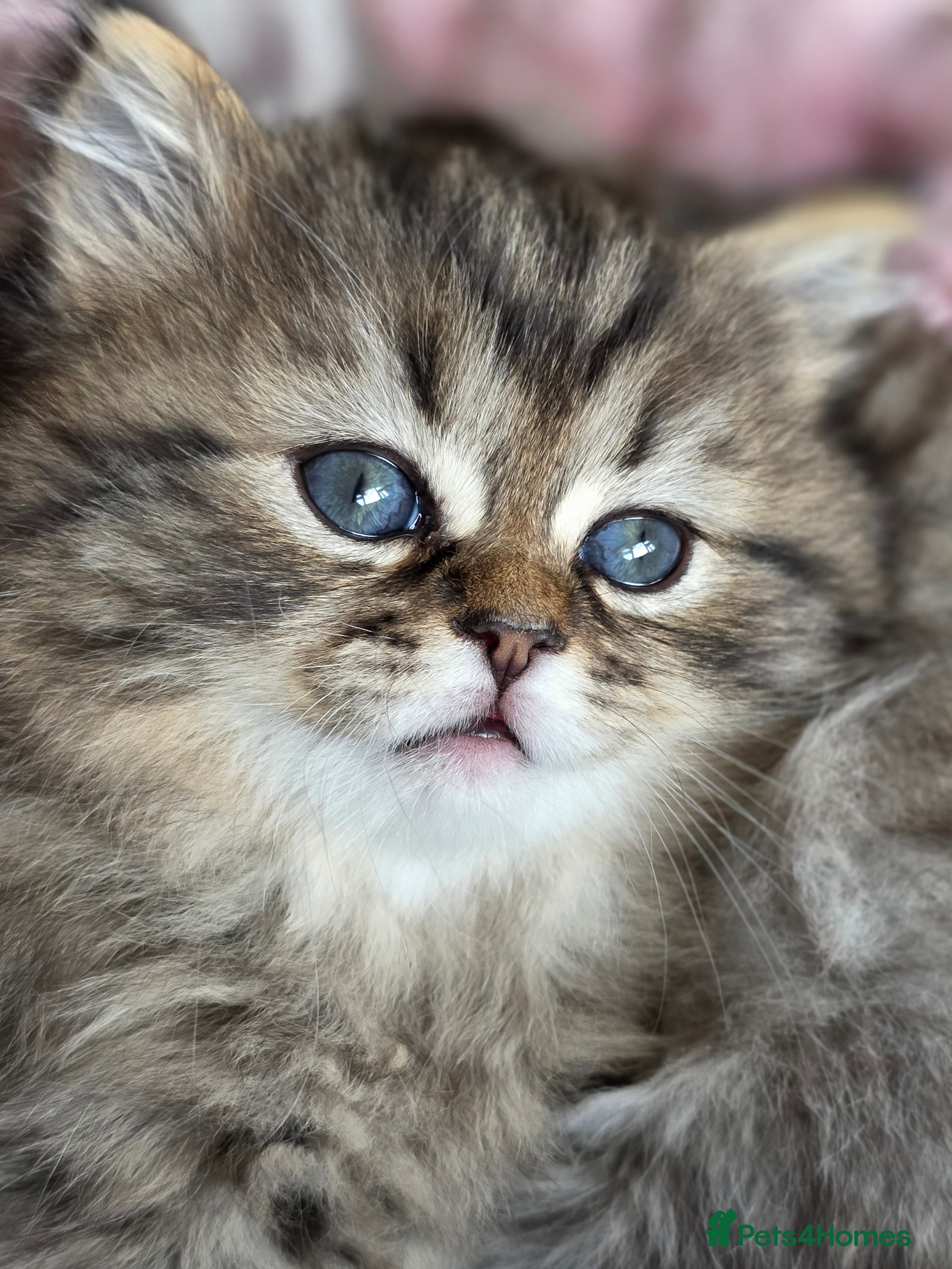 Persian cats Persian kittens 1 golden girl available  - Advert 2