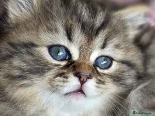 Persian cats Persian kittens 1 golden girl available - Advert 3