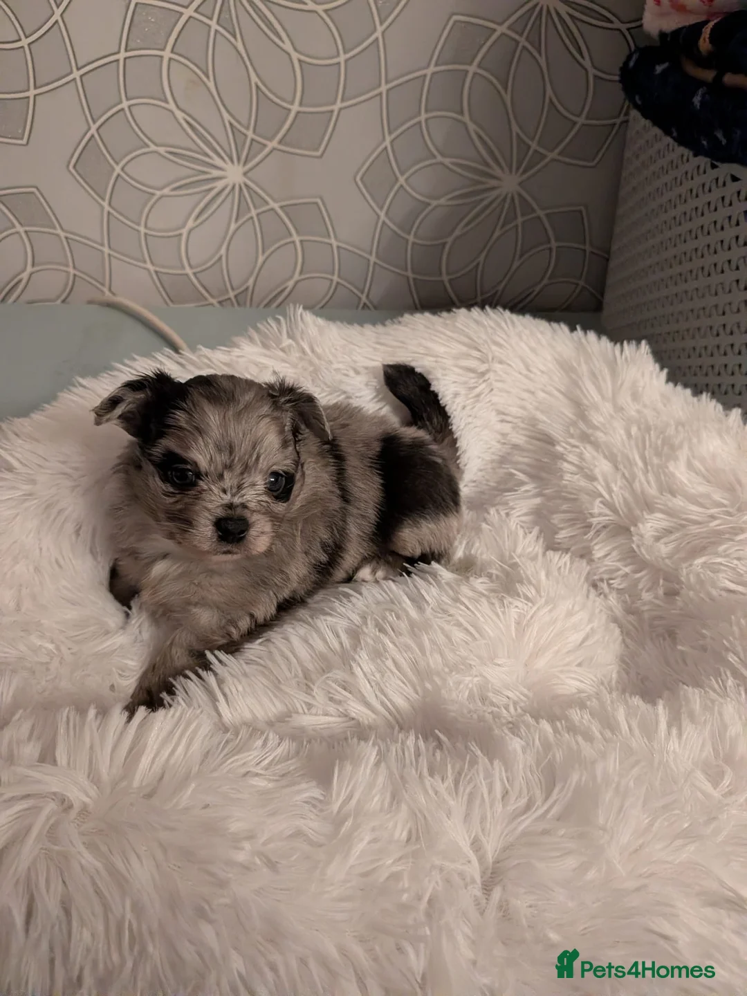 Pomchi dogs for sale: Beautiful Pomchi Puppies Loving 🏠 Reared Litters - Advert 22