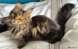 Maine Coon cats for sale: GCCF Genetically Clear Maine Coon Kitten - Image 10