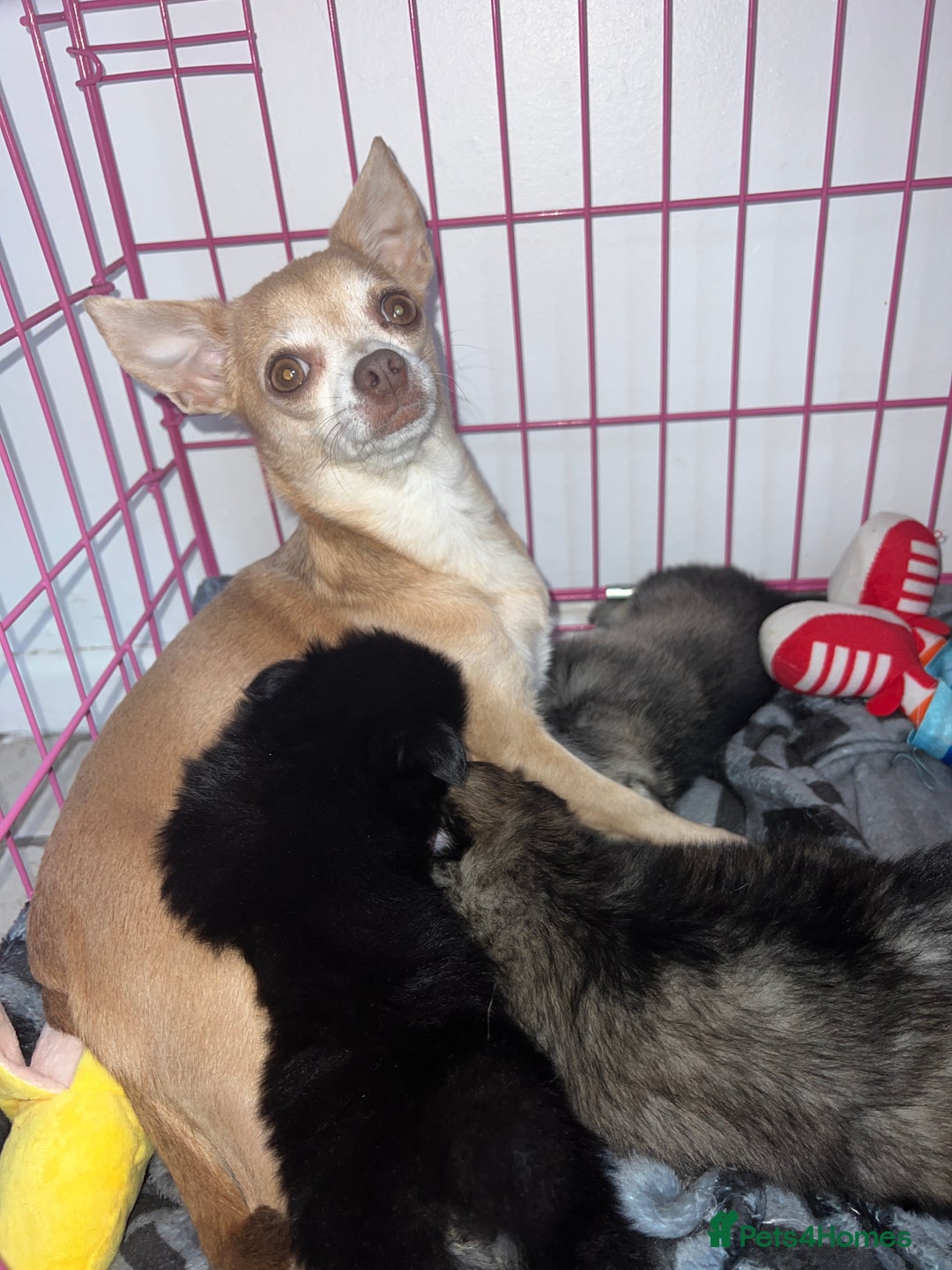 Pomchi dogs for sale: 3 pomchis looking for there forever homes 🐶 - Image 18