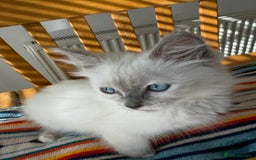 Ragdoll cats for sale: Pedigree Point Ragdoll kittens  - Image 1