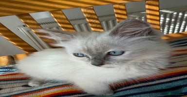 Ragdoll cats - Advert 14