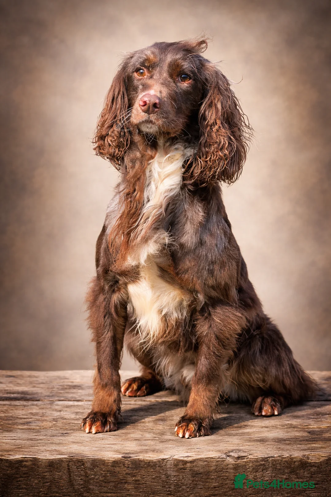 Cocker Spaniel dogs for stud: Merle Working cocker spaniel at STUD, DNA tested✅ - Advert 2