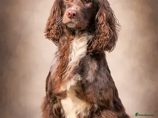 Cocker Spaniel dogs Merle Working cocker spaniel at STUD, DNA tested✅ - Advert 6