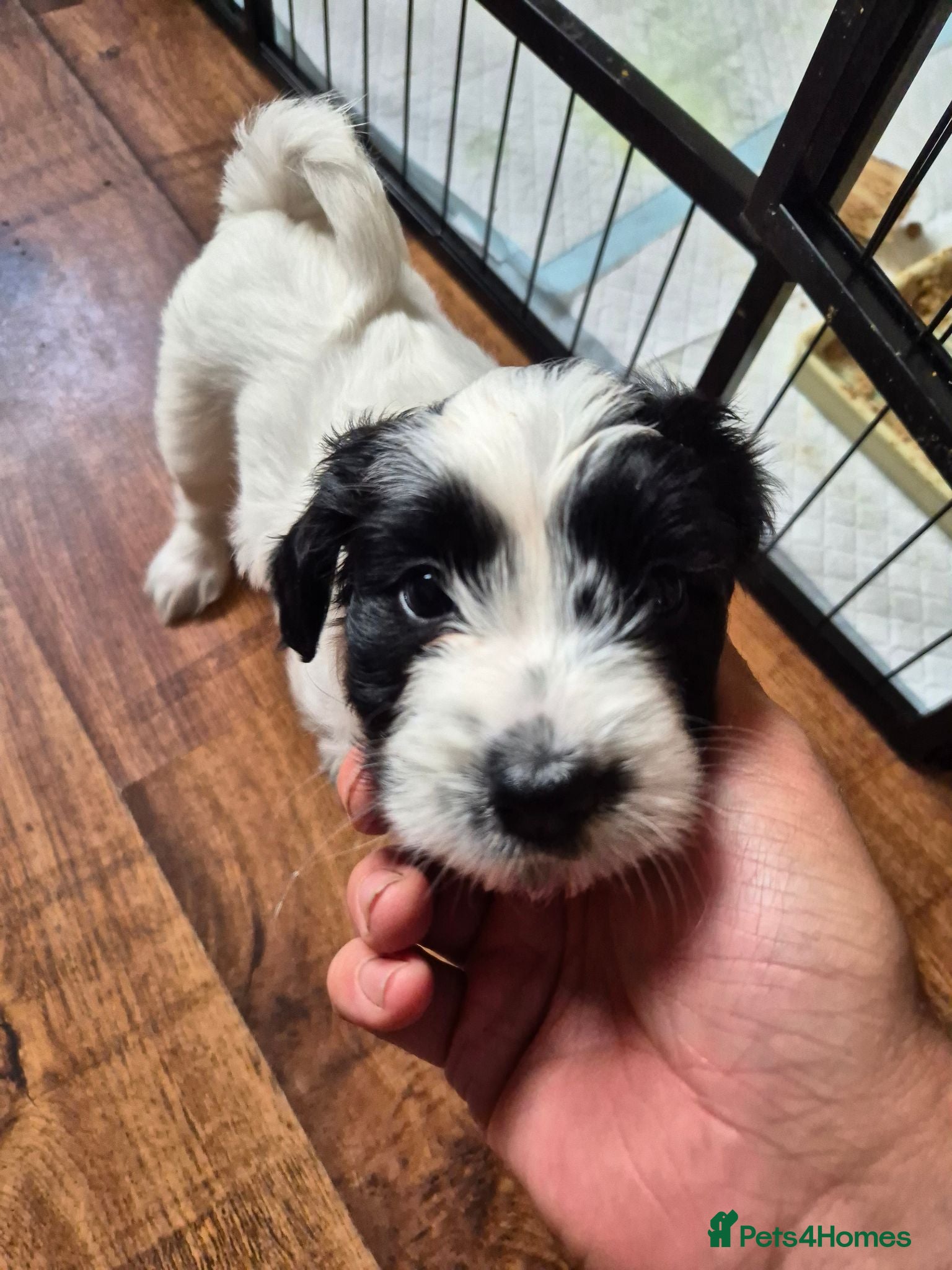 Mixed Breed dogs ONE GIRL LEFT . Tibetan Terrier x Sprocker Puppies - Advert 3