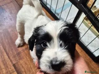 Mixed Breed dogs ONE GIRL LEFT . Tibetan Terrier x Sprocker Puppies - Advert 3