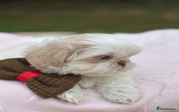 Shih Tzu dogs for sale: Stunning tiny imperial karashishi puppies - Image 17
