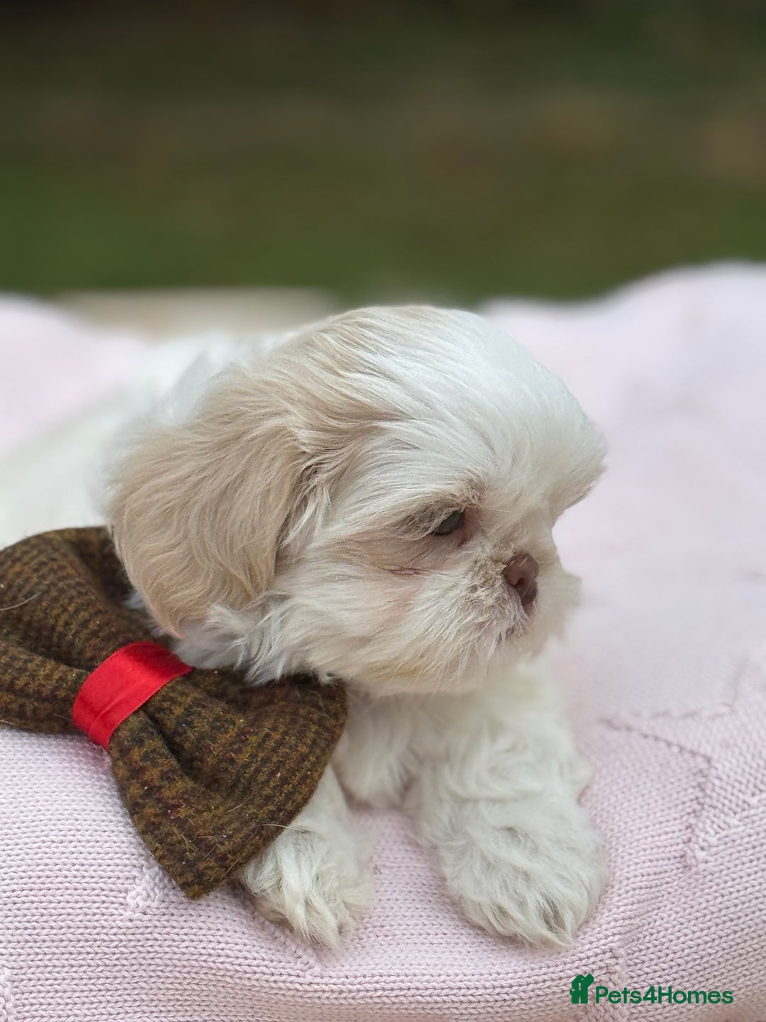 Shih Tzu dogs for sale: Stunning tiny imperial karashishi puppies - Image 17