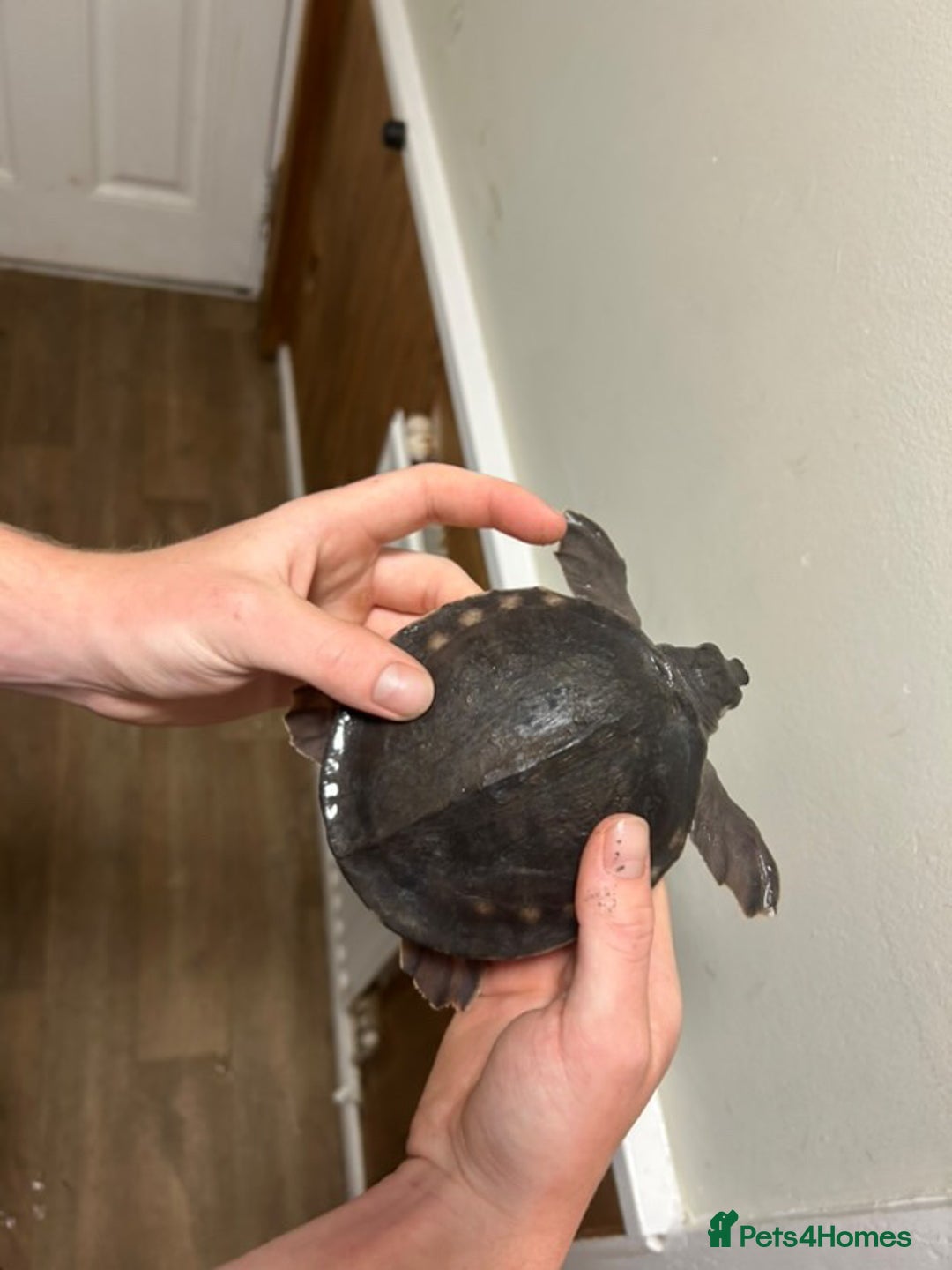 Turtle reptiles for sale: Fly river turtle need gone moving out - Image 7