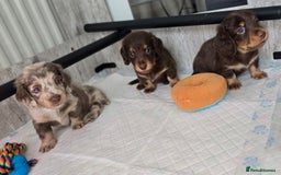 Miniature Dachshund dogs for sale: Miniature long haired dachshunds - Image 2