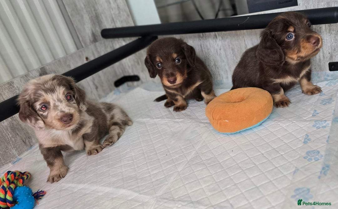 Miniature Dachshund dogs for sale: Miniature long haired dachshunds - Image 2