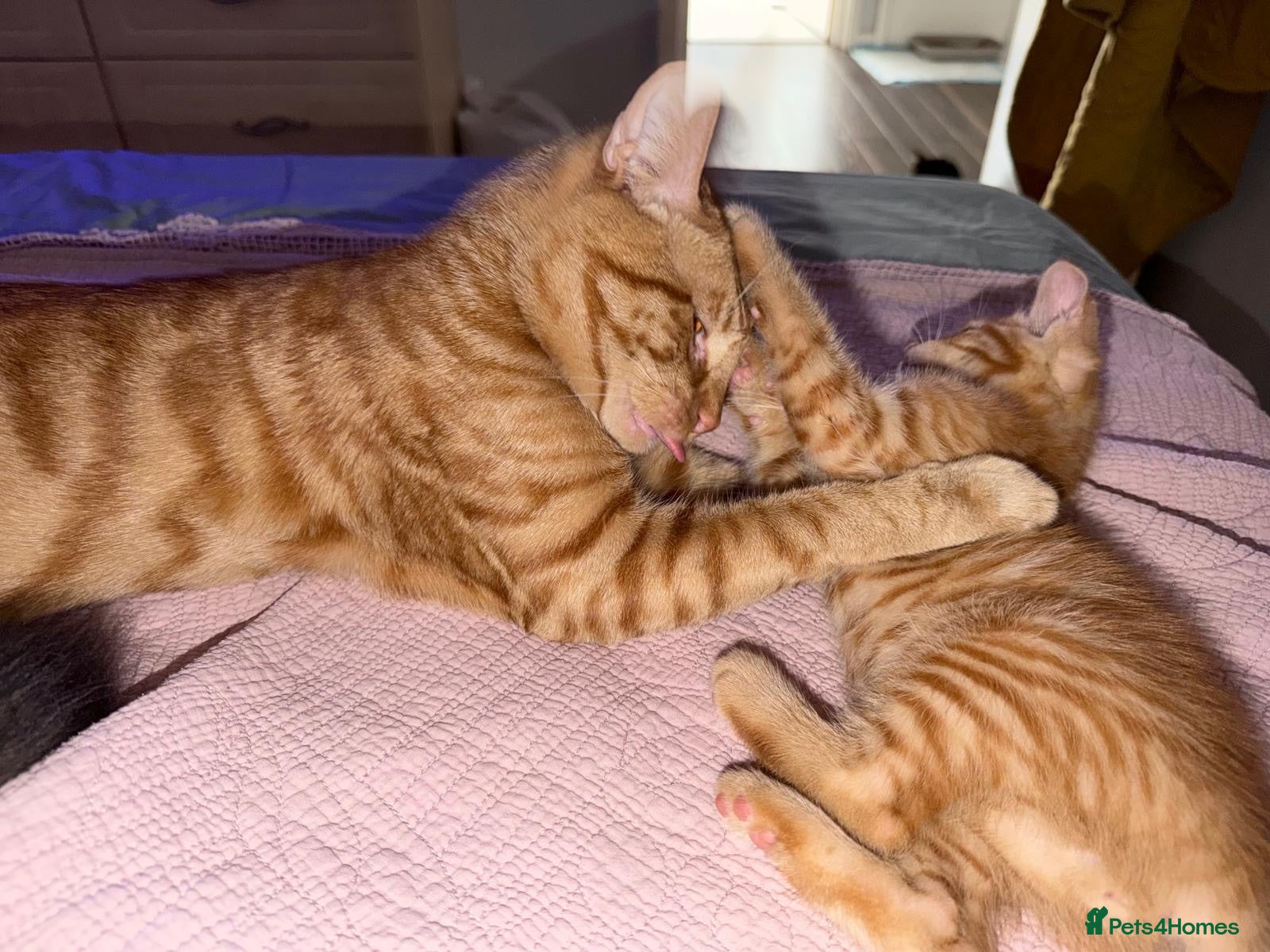 Mixed Breed cats 3 Playful & Sociable Ginger Kittens   - Advert 2