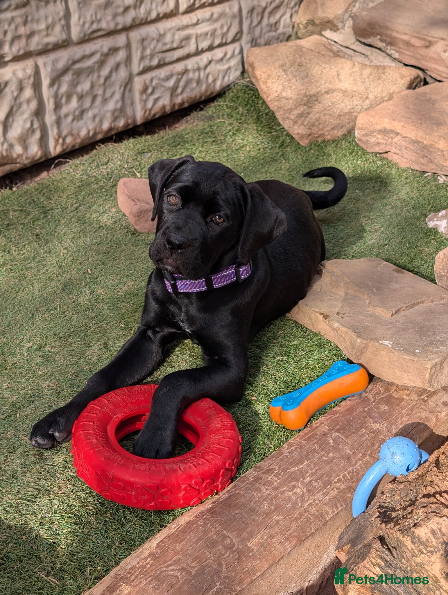 Cane Corso dogs Black female cane corsos puppies  - Advert 3