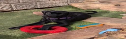 Cane Corso dogs for sale: Black female cane corsos puppies  - Advert 10