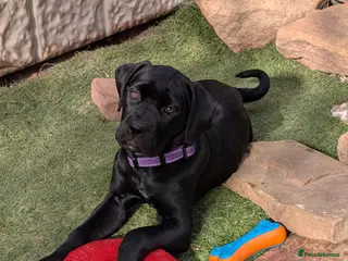 Cane Corso dogs Black female cane corsos puppies - Advert 14