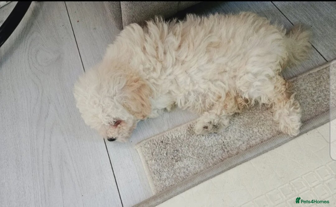 Maltipoo dogs for sale: Sad sale maltipoo puppy  - Advert 1