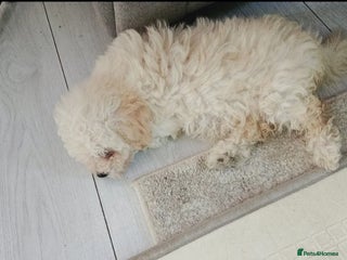 Maltipoo dogs Sad sale maltipoo puppy - Advert 1