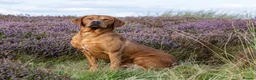 Labrador Retriever dogs for sale: Exceptional KC-Registered Black Labrador Puppies  in Saltburn-by-the-Sea - Advert 22