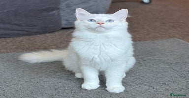 Ragdoll cats Last Boy Left - Lap Cat, Cuddly, Affectionate - Advert 4