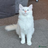 Ragdoll cats Last Boy Left - Lap Cat, Cuddly, Affectionate - Advert 4