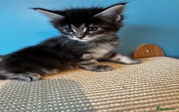 Maine Coon cats for sale: GCCF Maine coon kittens  - Image 14