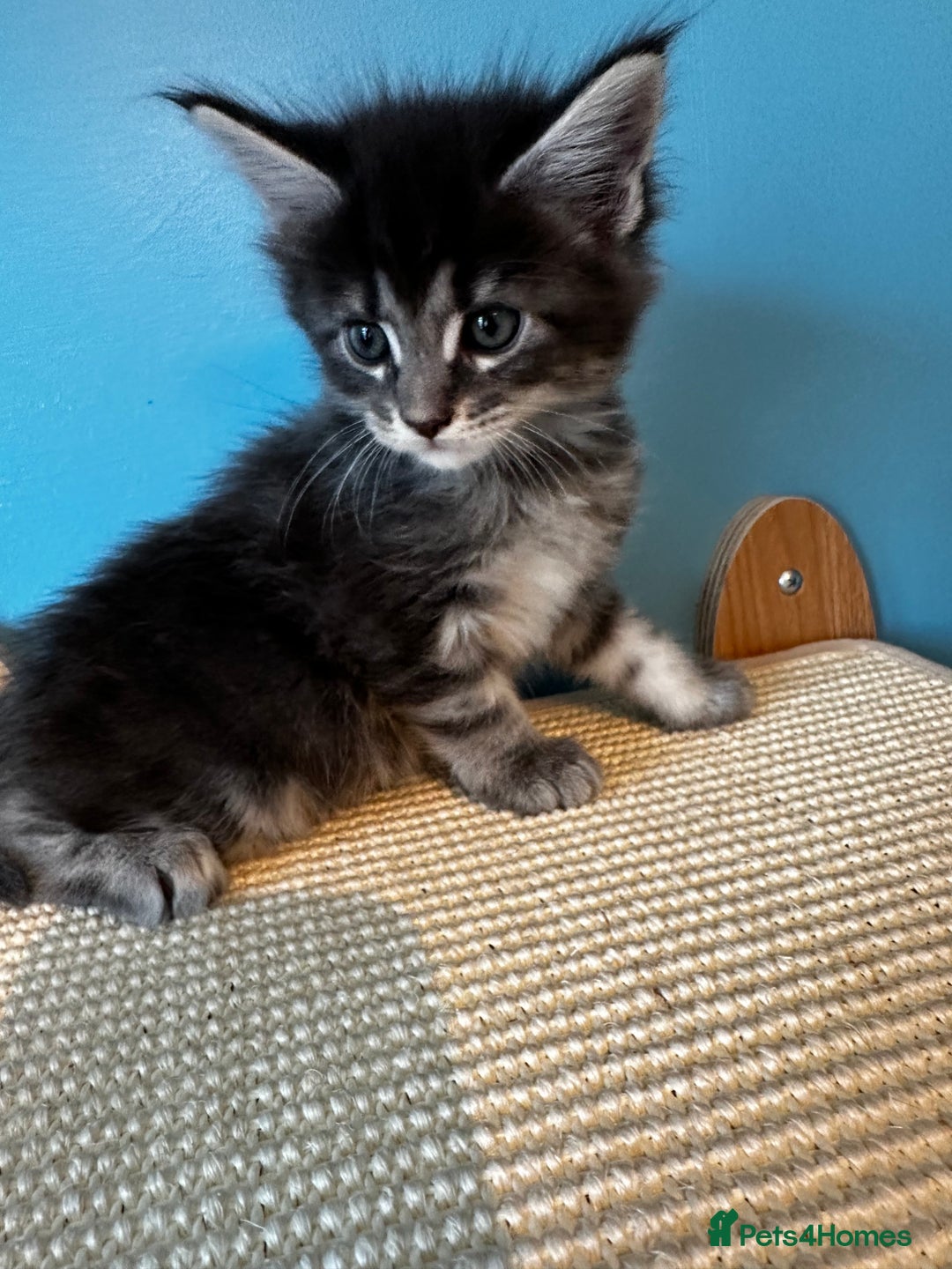 Maine Coon cats for sale: GCCF Maine coon kittens  - Image 14