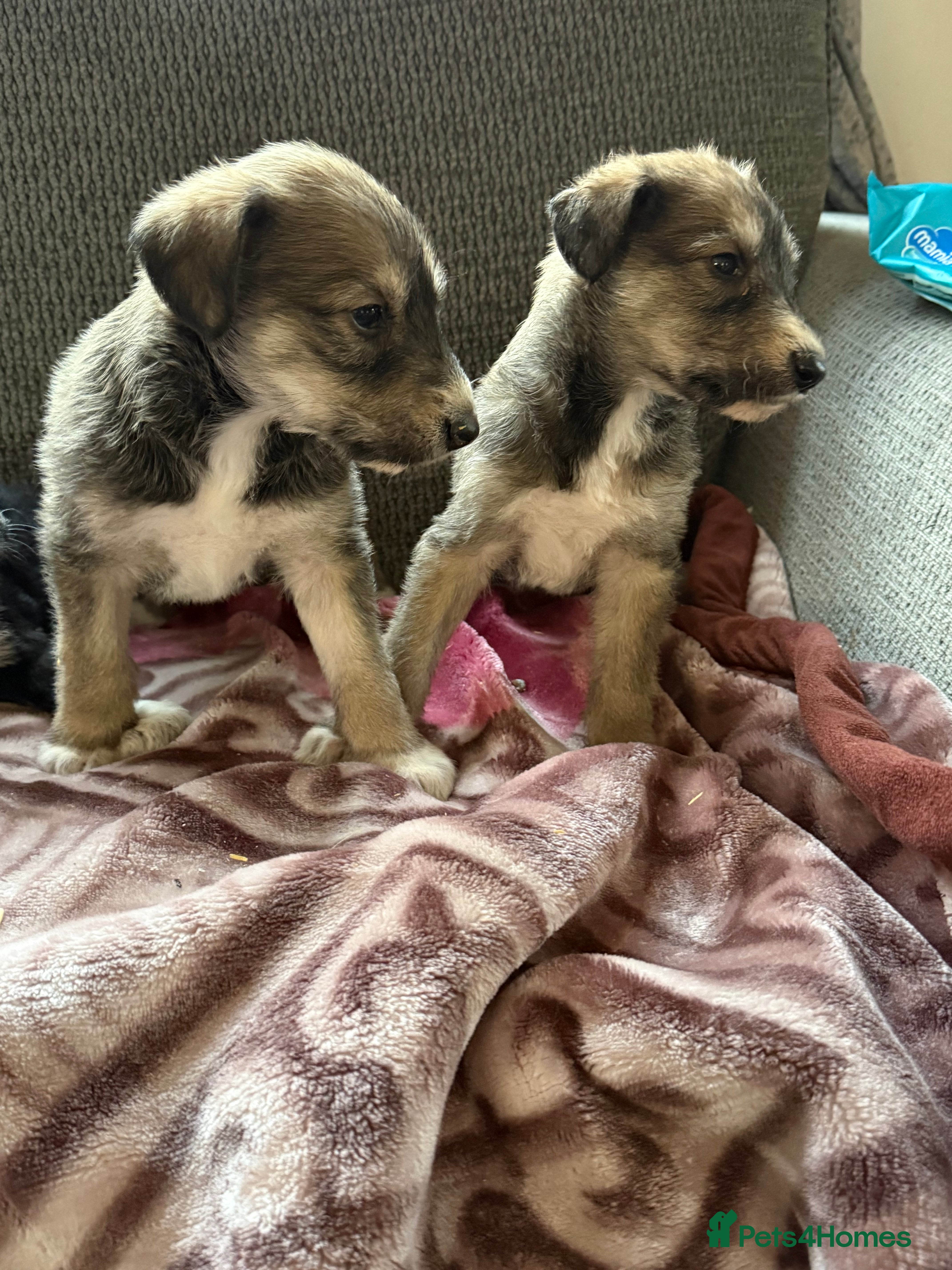Lurcher dogs Beautiful woolly coated lurcher pups  - Advert 1