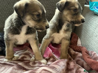 Lurcher dogs Beautiful woolly coated lurcher pups - Advert 3