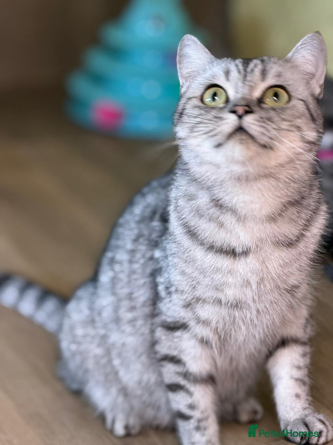 Ragdoll cats for sale: Beautiful White Female Kitten  - Advert 2