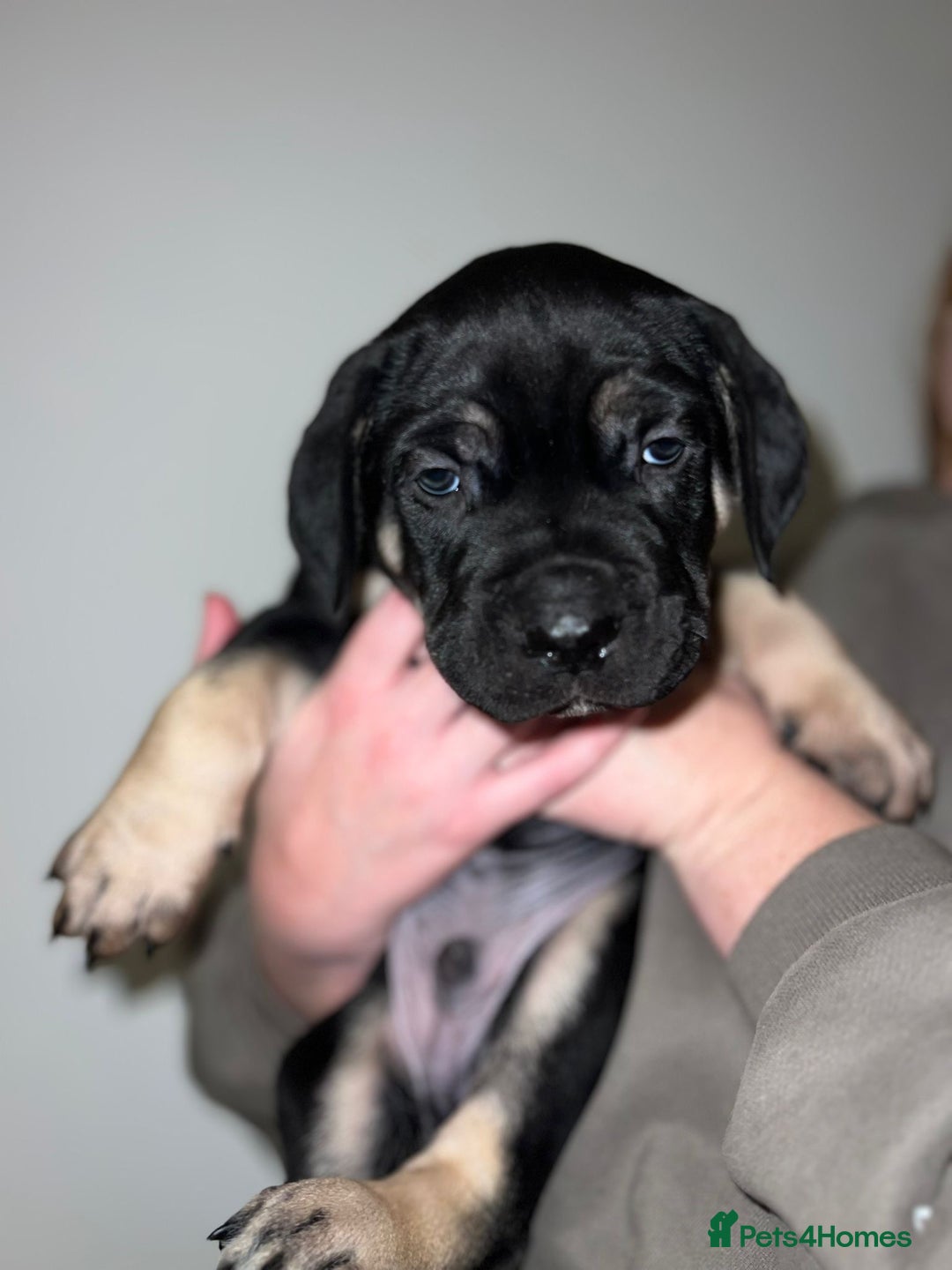 Cane Corso dogs for sale: Cane Corso puppies family reared no expense spared - Advert 12