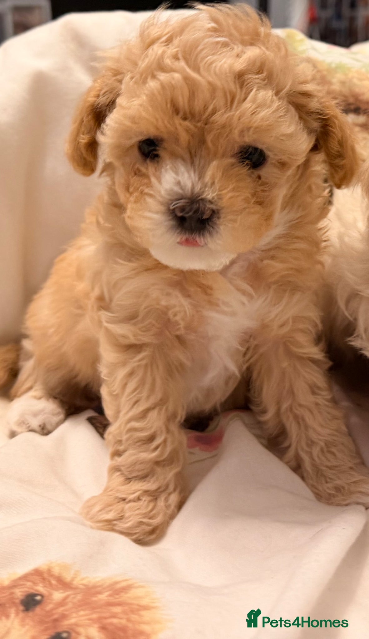Maltipoo dogs ❌❌S  Gorgeous maltipoo F2 🐶🐶🐶🐶🐶 - Advert 2