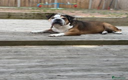 American Bulldog dogs for sale: american bulldog - Image 5