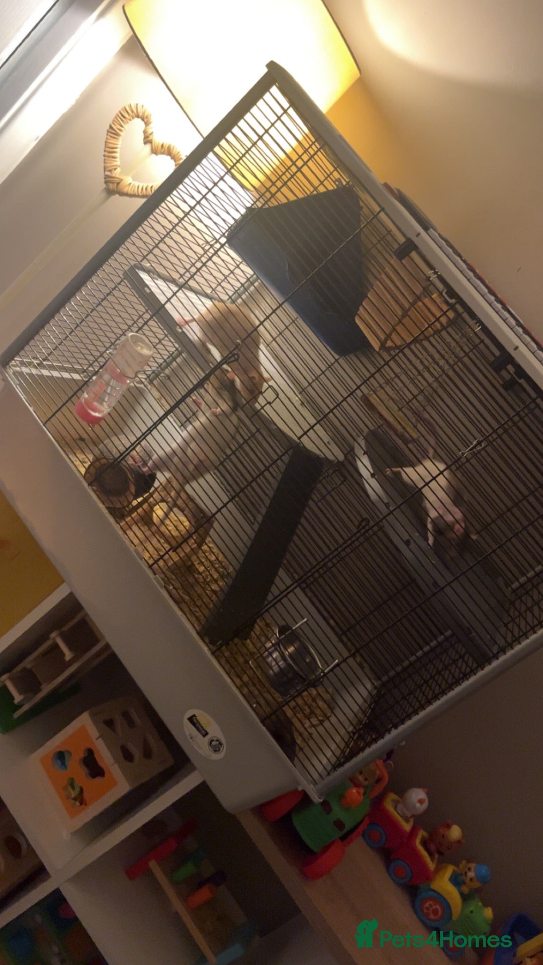 Rat rodents 3 female rats with cage  - Advert 1