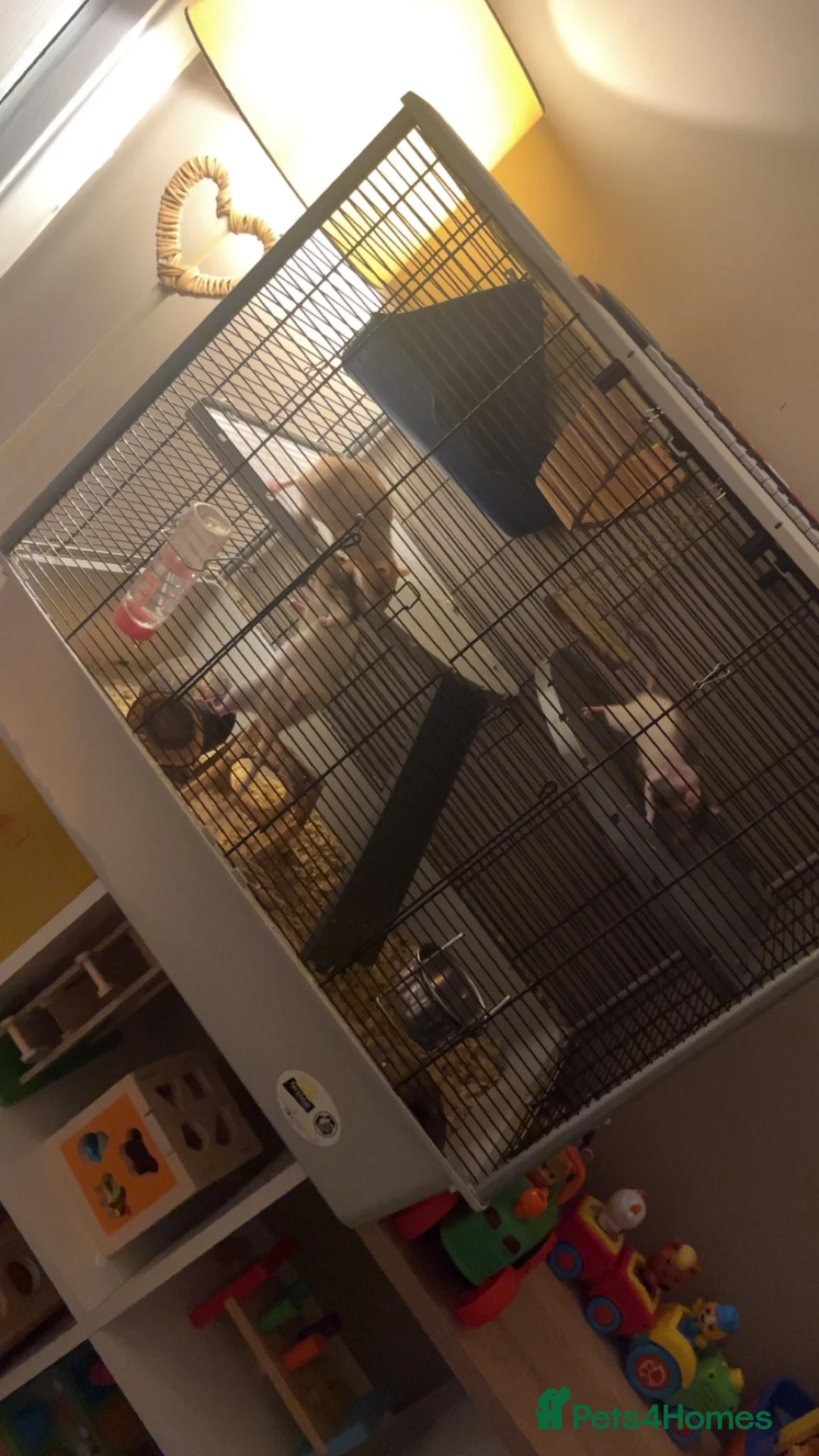 Rat rodents for sale: 3 female rats with cage  in Accrington - Advert 1