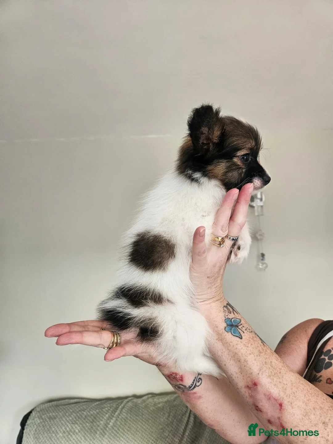 Papillon dogs for sale: Papillon puppy girls - Advert 9