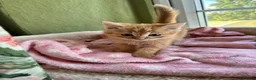 Ragdoll cats for sale: Sweet Ragdoll x angora - Advert 13