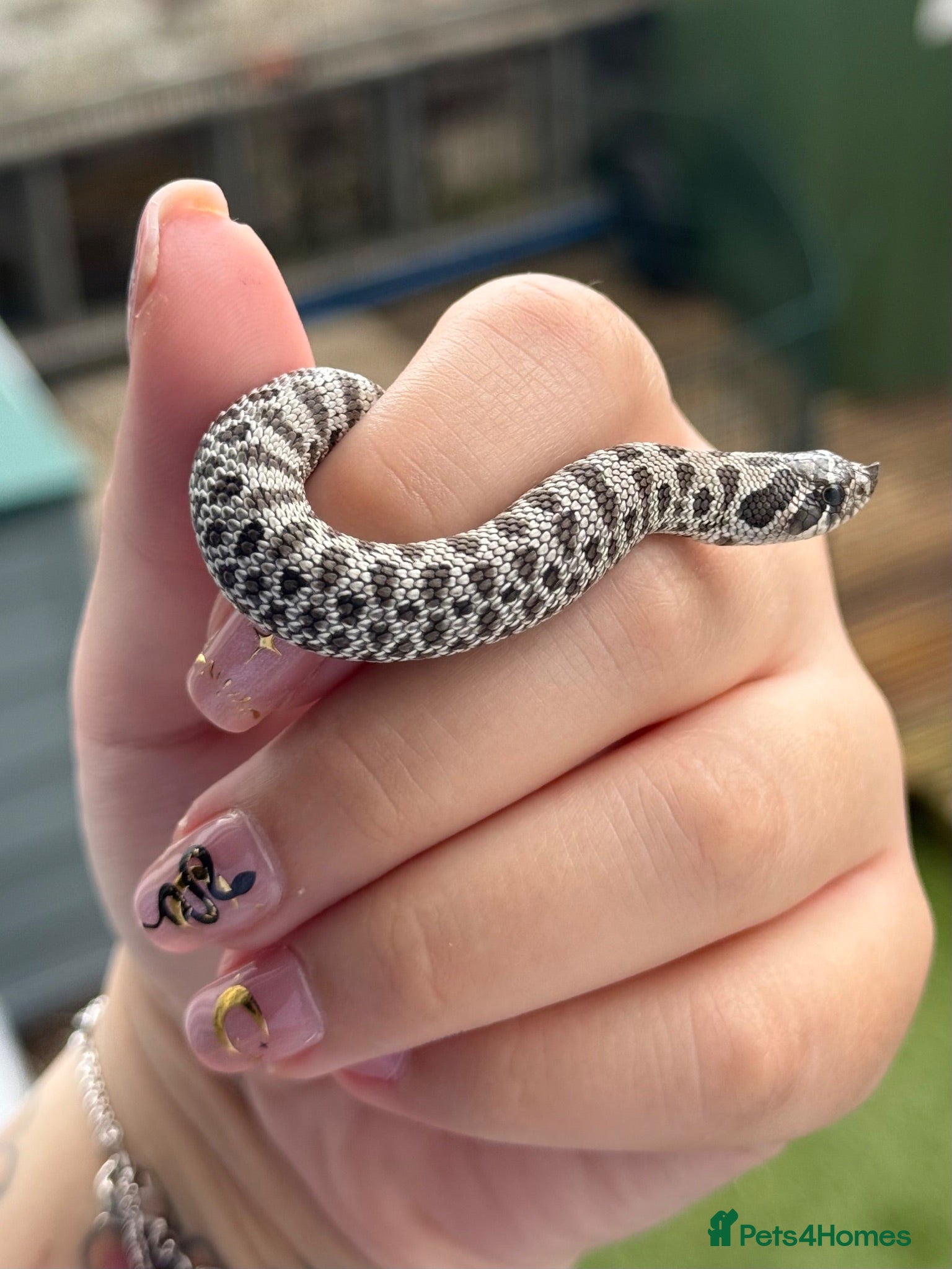 Snake reptiles Arctic Axanthic & Axanthic 66% Het Toffee Belly - Advert 9