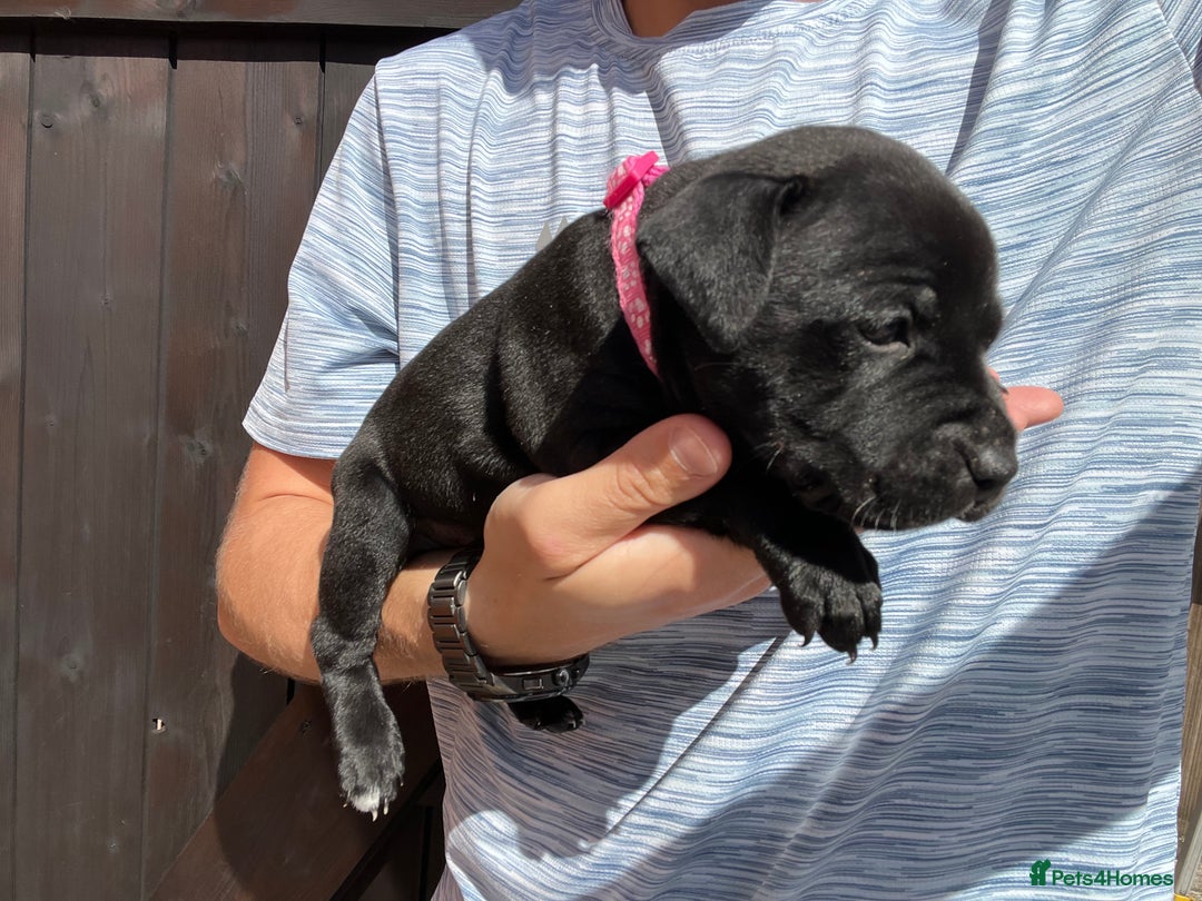 Staffordshire Bull Terrier dogs for sale: Last Stunning girl  - Image 6