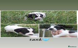 Mixed Breed dogs for sale: English Springer Spaniel Cross  - Image 2