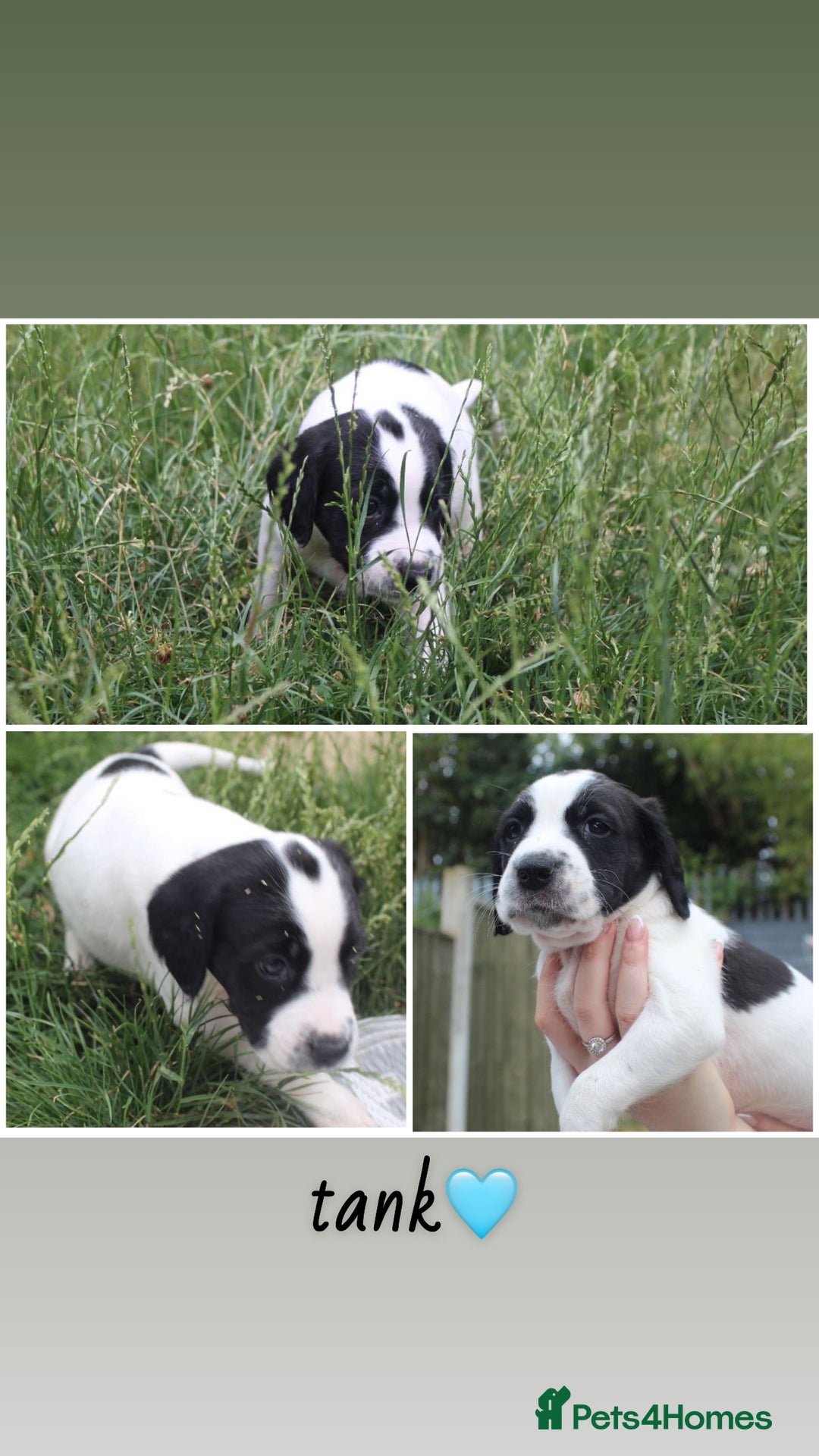 Mixed Breed dogs for sale: English Springer Spaniel Cross  - Image 2