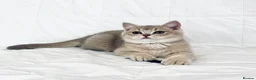 British Shorthair cats for sale: 🐾Purebred BSH Kittens🐾  in London - Advert 18