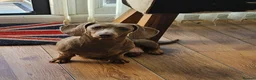 Dachshund dogs for sale: Beautiful miniture Dashounds - Advert 1