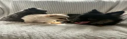 Chihuahua dogs for sale:  **  tiny long coat female chihuahua puppies  in Hull - Advert 3