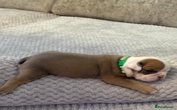 English Bulldog dogs for sale: English Bulldog puppies for sale KC registered  - Image 12