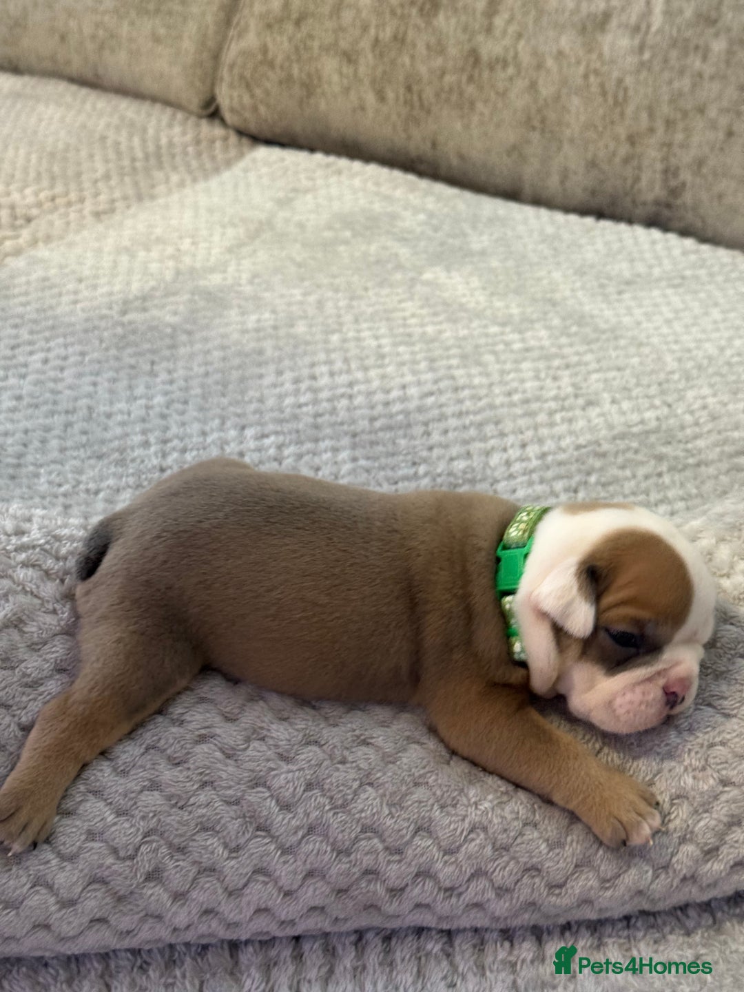 English Bulldog dogs for sale: English Bulldog puppies for sale KC registered  - Image 12