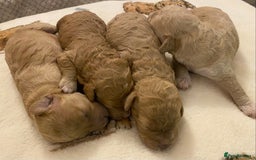 Cavapoo dogs for sale: Gorgeous Teddybear Cavapoo Puppies health checked  - Advert 21