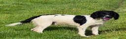 English Springer Spaniel dogs for stud: Black and white English springer spaniel for stud - Advert 5